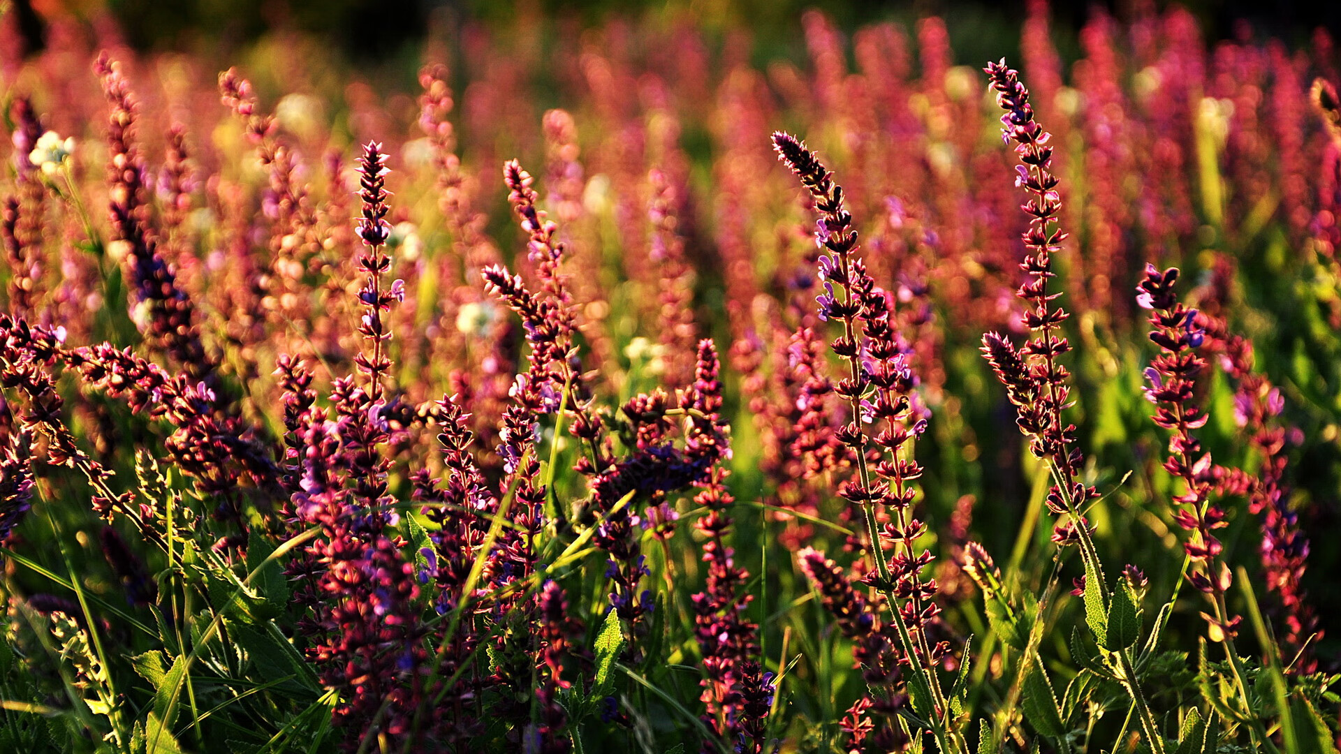 NBA推动电竞发展走向海外市场,nba电竞职业联赛