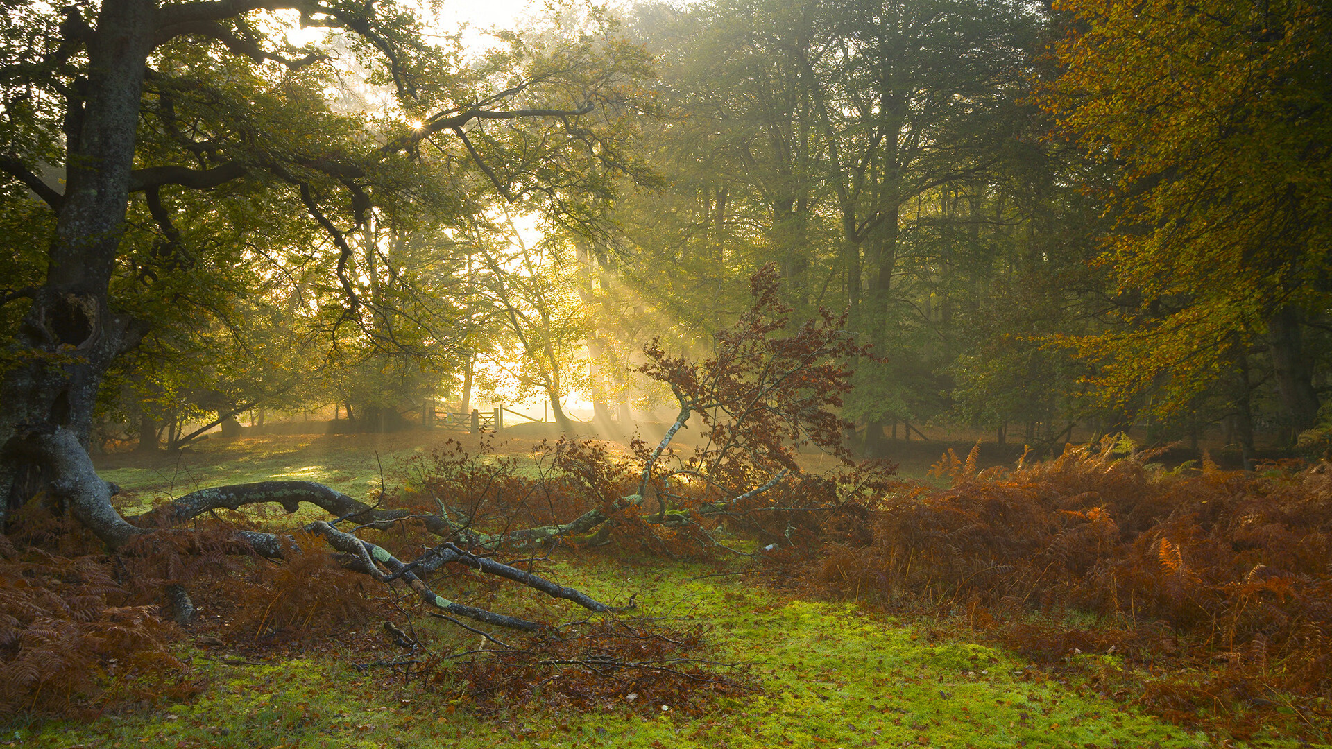 土耳其惨遭爱尔兰反超,晋级前景蒙上阴影,土耳其tl
