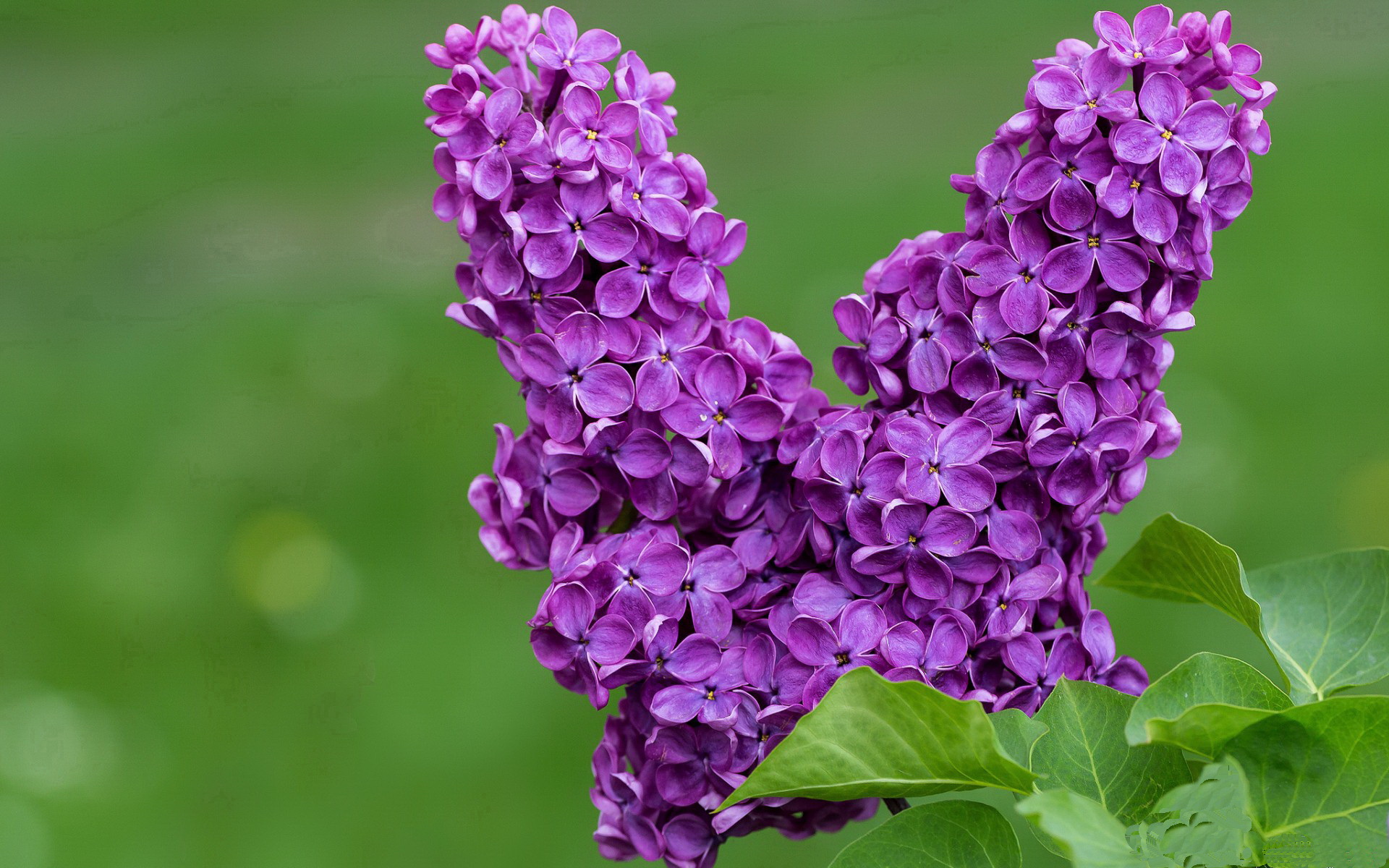 熊猫体育-球员是否能参与球馆设施设计意见，球馆须知